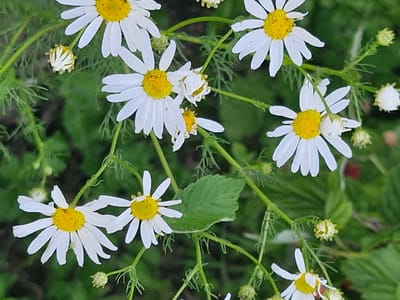 This media file features a close-up, eye-level view of several chamomile flowers in bloom, set against a blurred green background of foliage. The flowers are the primary subjects, with their white petals and bright yellow centers being sharply in focus. Some of the flowers are in full bloom, while others are still buds, indicating a stage of growth and the ongoing season. Delicate green stems and feathery leaves are visible, connecting the flowers and adding to the natural, botanical composition.
The scene appears to be outdoors, likely in a garden or a natural meadow. The lighting suggests it could be daytime, with soft illumination that highlights the textures of the petals. There are no people or animals visible in the frame, and no text is present. The overall impression is one of natural beauty and tranquility, focusing on the simple elegance of the wildflowers. The location context provided, Қонысбай, Kazakhstan, suggests the flowers are native or commonly found in that region. The specific activity depicted is simply the state of the flowers in their natural environment.