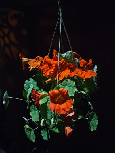 This is a close-up, medium shot of a hanging planter filled with bright orange nasturtiums. The planter is suspended by three white ropes against a dark, out-of-focus background. The flowers are vibrant and wet, suggesting recent watering or dew. Their petals are ruffled and a few water droplets are visible. The green leaves of the nasturtiums are broad and round, some with visible veins. The planter itself is dark and partially obscured by the foliage. There is a decorative shadow pattern on the dark surface in the upper left portion of the image. No people are present in the image. The scene is likely outdoors, given the water droplets on the flowers, and could be in a garden or on a balcony. The location in Kurovo, Russia, is not discernible from the image itself.