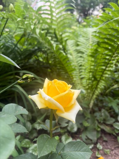 A close-up, eye-level shot captures a single yellow rose in bloom, its petals unfurling with a gradient from deep yellow at the center to white at the edges. The rose is positioned in the lower center of the frame, with its stem and leaves visible below. The background is dominated by lush, green foliage, including ferns and other plants, suggesting an outdoor garden setting. The lighting is soft, with some dappled sunlight filtering through the leaves, creating a gentle glow around the rose. The overall impression is one of natural beauty and tranquility, with the rose serving as the clear focal point against a verdant backdrop. The specific location in Vidnoye, Russia, is not discernible from the image itself, as it lacks any identifying landmarks or specific environmental cues.