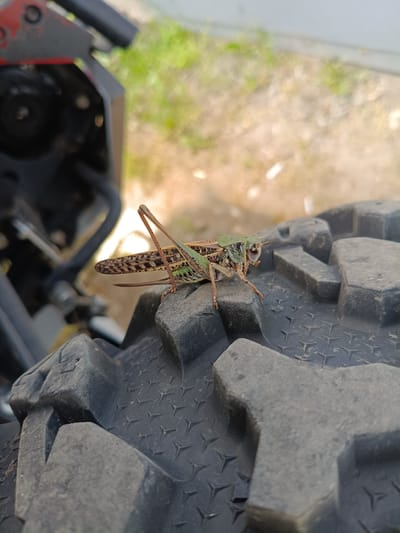 This is a close-up, high-angle shot of a grasshopper perched on the tread of a tire. The grasshopper is the primary subject, a brown and green insect with prominent hind legs and long antennae. It is positioned on the textured surface of the tire, which has a rugged, off-road pattern with deep grooves. In the background, out of focus, is a blurry expanse of dry, light-colored ground with patches of green vegetation, suggesting an outdoor, possibly rural or natural setting. To the left of the grasshopper and tire, parts of a dark-colored mechanical object, likely a vehicle such as an ATV or motorcycle, are visible, with hints of red paint and black metal components. The lighting appears to be natural daylight, casting subtle shadows. The overall scene evokes a sense of stillness and an unexpected encounter between nature and machinery. There is no visible text in the image.