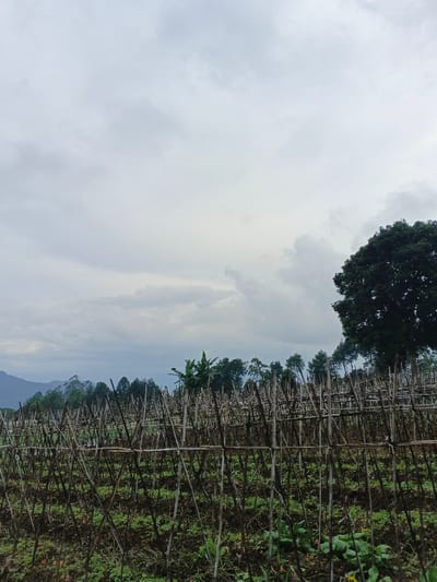 The image depicts an expansive agricultural field in São Félix do Xingu, Brazil, under an overcast sky. The sky is uniformly covered with a dense layer of grey and white clouds. The central and foreground areas feature an extensive trellising system constructed from numerous slender wooden or bamboo poles. These poles are arranged in an intricate grid, forming repeated 'X' patterns supported by vertical stakes, indicative of a crop cultivation method. Sparse green foliage is visible at ground level within this structured field, rising from dark, tilled soil. In the background, a dense line of trees forms a natural horizon, with a large, dark green, full-canopied tree prominently positioned on the far right. Further left in the distance, a range of mountains or hills is partially obscured by atmospheric haze. No individuals, animals, or active machinery are present in the frame.