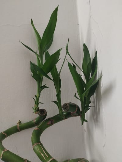 The image displays a close-up of a lucky bamboo plant against a textured, off-white wall. The plant features several stalks with bright green leaves. Some stalks are thicker and appear to be spiraled, with distinct rings and a few brown markings. Small segments of cut stalks are visible, some showing a hollow center. A few delicate sprouts are also present. The wall behind the plant exhibits faint cracks and imperfections, suggesting an indoor environment. The lighting creates subtle shadows on the wall. No people or other objects are visible in the frame. The location in Al Mudeware, Jordan, is not discernible from the visual elements present in the image.