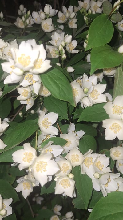 A close-up, vertical shot features a dense cluster of white jasmine flowers and green leaves. The flowers are multi-petaled with yellow stamen visible in their centers. Some flowers are fully bloomed, while others are in bud stage. The lighting suggests an evening or shaded environment, with some areas of deep shadow. The image is likely a photograph taken in a garden or natural setting, though its specific location in Unknown, Latvia, cannot be determined from the visual data alone. There are no people or discernible actions depicted.