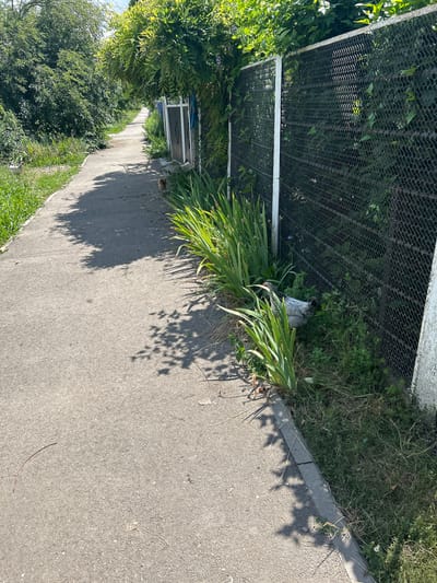 The media file displays an outdoor scene, likely a pathway or sidewalk running alongside a fenced-off area. The dominant subjects are a paved pathway, a concrete curb, dense green foliage, and a black wire mesh fence. There is also a large clump of bright green, sword-like plants growing along the edge of the curb and the fence. In the background, a white structure with a dark mesh panel is visible, suggesting it might be a gate or part of the fence system. A small, grey and white bird with a dark crest is perched among the plants near the fence.
The scene appears to be set during the daytime, with strong sunlight casting distinct shadows of leaves and branches onto the pathway, indicating a clear and sunny day. The environment suggests a natural or semi-natural setting, possibly a park, garden, or the edge of a residential area, given the presence of both cultivated plants and wilder vegetation. There is no visible text in the image. The overall mood conveyed is one of peaceful coexistence between nature and man-made structures.