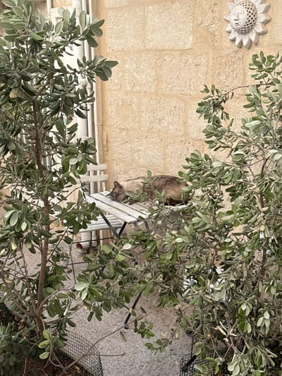 This image depicts a serene outdoor scene, likely a courtyard or patio in Monopoli, Italy, captured from an elevated perspective looking down. The central subject is a tabby cat, with mottled brown and grey fur, comfortably resting or sleeping on a white slatted outdoor chair. The cat's head is visible, turned towards the right, and its body is curled on the chair seat.

The outdoor setting features white slatted furniture, including the chair the cat occupies and parts of a table. Lush green foliage, belonging to what appears to be an olive tree with its characteristic elongated leaves, heavily frames the scene. Some branches are in the foreground, while others surround the cat and furniture.

The background consists of a textured wall made of large, light-colored stone blocks. Attached to the upper left portion of this wall is a decorative, carved sun with a smiling face and radiating rays. Other details include a black metal wire basket partially visible on the ground to the right, and a white drainage pipe running horizontally along the bottom of the stone wall. The daylight suggests a calm, peaceful moment outdoors.