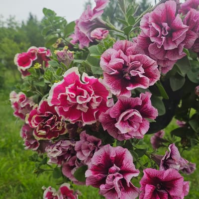 The image is a close-up, eye-level shot of a cluster of fully bloomed petunias. The flowers are double-petaled and display a vibrant gradient of colors, ranging from deep magenta at the center to lighter pinks and white at the edges. Some flowers exhibit a ruffled texture, while others have a more layered appearance. The foliage is a lush green, interspersed with the floral blooms. The background is softly blurred, showing hints of green grass and trees, suggesting an outdoor setting. There are no people or animals visible in the image. The scene appears to be a garden or park area, with the overcast sky indicating a cloudy day. There is no discernible information about the location being in the city of Kibuna, Estonia, as this detail is not visually represented in the image.