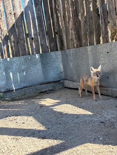 A slender, tan fox-like animal with large ears stands on a gravelly surface next to a weathered metal wall. The animal is facing towards the right of the frame, with its head turned to look back over its shoulder. The wall behind it is a corrugated metal sheet, and above it, a wooden fence made of vertical planks casts long shadows across the ground. The ground itself is a mixture of gravel and dirt, with more shadows from the fence. The environment appears to be an outdoor enclosure.