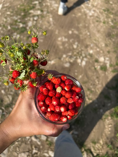 A close-up, high-angle shot shows a hand holding a glass jar filled with wild strawberries. The hand, with visible skin texture and a slight sheen, is holding the jar on the right side of the frame. The jar is brimming with small, red wild strawberries, some appearing slightly dewy. To the left of the jar, a small bunch of wild strawberry plants, with green leaves and stems, is also held by the hand. Some of the plants have unripe green strawberries and a few ripe red ones.
The background is an outdoor, unpaved area, likely a dirt path or ground with scattered small stones and sparse patches of green grass. The lighting suggests a sunny day, casting a distinct shadow from the subject onto the ground. In the upper right corner of the frame, the lower portion of a person's legs and feet wearing light-colored sneakers is visible, suggesting another person is present. The context of Новомуллакаево, Russia, is not visually apparent from the image itself.