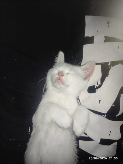 A white kitten with its eyes closed is lying on its back. Its paws are crossed over its chest. The kitten is on a black surface with a white graphic design visible in the background. A timestamp in the bottom right corner reads "20/06/2026 21:55". The image does not contain information that would allow for the determination of its location in Gaziosmanpaşa, Turkey.