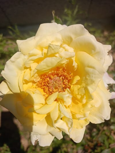 A close-up, high-angle shot features a vibrant, fully bloomed yellow rose, centered prominently in the frame. The rose exhibits multiple layers of soft, undulating petals in shades of bright yellow, transitioning to a slightly lighter cream-yellow on the outermost petals. The center of the flower reveals a dense cluster of orange-yellow stamens, topped with reddish-brown anthers, indicating the flower is in full bloom.
The lighting is bright and direct, suggesting a sunny daytime environment, possibly morning or afternoon. Strong, defined shadows are cast by the upper petals onto the lower ones, enhancing the three-dimensional depth and texture of the flower. A large shadow also extends across the bottom left section of the rose and into the background.
The background is softly blurred, providing a shallow depth of field that keeps the focus entirely on the rose. It consists of muted green foliage and darker, indistinct shapes, possibly a wall or distant shrubbery. There are no visible people, animals, or discernible human activity. No text is visible in the image. This natural scene is set in Koghb, Armenia.
