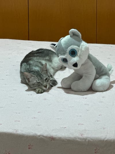A tabby cat is lying down with its head resting on its paws on a pink patterned bed. Next to the cat, on the same bed, is a plush toy dog with blue eyes. The background consists of a wooden wardrobe. The image appears to be taken indoors, likely in a bedroom in the city of Villa Pasquali, Italy.