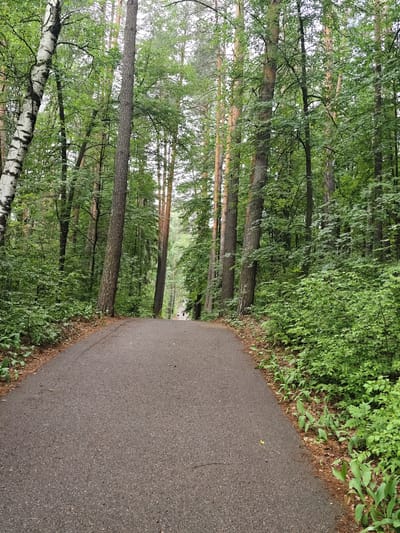 This is a vertical, eye-level shot of a paved walking path winding through a dense, green forest. The path is dark asphalt and takes up the foreground and center of the image, curving gently into the distance. On either side of the path, tall trees with lush green foliage dominate the scene. Some trees have smooth, white and black bark, characteristic of birch trees, while others are taller with rougher, reddish-brown bark, likely pines. The undergrowth is thick with smaller bushes and leafy plants. The overall impression is one of natural beauty and tranquility.
In the far distance, at the end of the visible path, two small figures can be seen walking. Their presence suggests the path is a recreational area, likely a park or a nature trail. The lighting appears to be diffused, indicating it might be an overcast day or early morning/late afternoon. The abundant greenery suggests a temperate climate during the warmer months, likely spring or summer. There is no visible text in the image. The location context of Zelenodolsk, Russia, places this scene within a natural setting in that region. The image evokes a sense of peacefulness and the simple pleasure of a walk in nature.