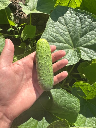 A person's hand is holding a small, bumpy cucumber in the foreground. The cucumber is green and appears to be newly picked. The hand is light-skinned and has some dirt on it, suggesting it was recently working in a garden. In the background, there are large green cucumber leaves, typical of a garden setting. The soil is dark and loamy. The image appears to have been taken outdoors in direct sunlight. There is no discernible indication of the location being within the city of Tobyl, Kazakhstan, or any other specific geographic area.