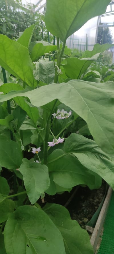 In a greenhouse setting, likely in Filippovskoe, Russia, a close-up view focuses on the foliage and nascent flower buds of an eggplant plant. The large, green leaves dominate the foreground, with their textured surfaces and prominent veins. Amidst the leaves, several delicate, pale purple flowers are visible, some in full bloom and others in bud. These flowers are small and star-shaped, with yellow stamens at their centers. The plant is growing in a raised bed, indicated by a wooden border visible at the bottom right of the image. The background suggests a typical greenhouse environment with other plants and structures, hinting at a cultivated agricultural setting.