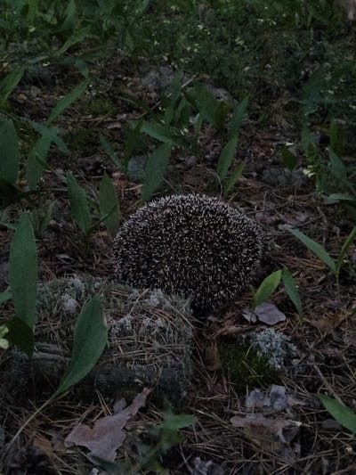 An overhead shot captures a hedgehog curled up on a forest floor in Kichier, Russia. The hedgehog, with its dark spines tipped in white, is positioned in the center of the frame, nestled amongst fallen pine needles, moss-covered rocks, and green foliage. The ground is a mix of dark soil and decaying leaves, indicative of a woodland environment. The lighting suggests it is either dusk or dawn, with the scene bathed in subdued, natural light. No people or man-made objects are visible.