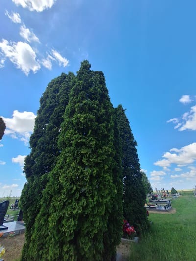 The image depicts a cemetery in Блеўчыцкі сельскі Савет, Belarus. Tall, dark green coniferous trees dominate the foreground, their foliage dense and casting shadows. In the background, rows of gravestones are visible, some with floral arrangements. The sky above is a clear blue, with scattered white clouds. The ground is covered in green grass. The overall scene is serene and somber.