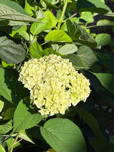 This is a close-up, eye-level, outdoor photograph of a cluster of pale yellow hydrangea flowers in bloom, set against a backdrop of large, green leaves. The lighting suggests it is daytime, with some dappled sunlight creating shadows on the foliage. The scene is focused on the flowers, which are the central subject, with the surrounding leaves providing context and depth. There are no people or animals visible in the image. The image does not provide any information about the specific location in the city of Slavyani, Bulgaria, beyond the fact that the photograph was taken there. The environment appears to be a garden or natural setting where hydrangeas are grown.