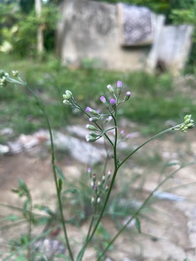 In Meunasahmeucap, Indonesia, this image captures a close-up of delicate purple and white wildflowers with slender green stems. The flowers are in various stages of bloom, with some appearing as small buds. The background is softly blurred, revealing hints of green foliage, dirt, and weathered structures, suggesting an outdoor, possibly overgrown, or semi-abandoned area. The overall impression is one of natural beauty amidst a somewhat neglected environment.