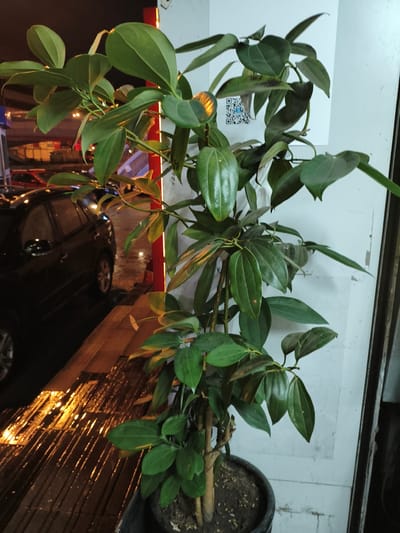 In Jixi, China, a potted plant with large, glossy green leaves stands outdoors next to a white wall and a dark vertical beam. The plant is positioned on the right side of the image, with its leaves extending upwards and outwards. To the left of the plant, a dark-colored vehicle is parked. The ground in front of the vehicle appears wet and reflects yellow light, suggesting it might be raining or recently rained. The lighting in the scene is dim, with artificial lights casting reflections on the wet surface. A QR code is visible on the white wall behind the plant. The overall impression is an urban outdoor setting at night.