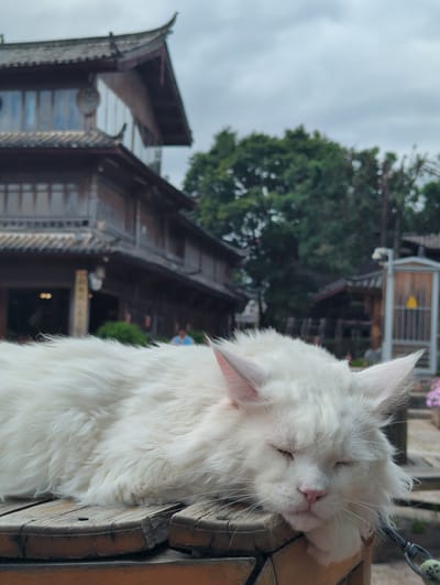 A fluffy white cat is sleeping on a wooden surface with a traditional Chinese building in the background. The cat's eyes are closed, and its head is resting on its paws. The building appears to be made of wood and has a tiled roof with upturned eaves. Trees and a cloudy sky are visible behind the building. The scene suggests a peaceful moment in a historic setting within Gucheng District, China.