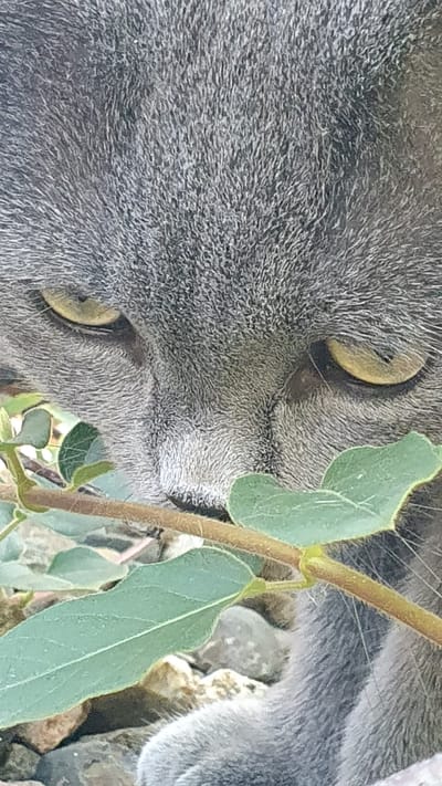 A close-up, eye-level shot captures the face of a grey cat partially obscured by a branch with green leaves. The cat's yellow eyes are focused forward, and its fur appears to be short and dense. The background is out of focus, showing rocks and possibly more foliage. There are no people present in the image, and no specific location within Ust-Labinsk, Russia is identifiable. The scene is neutral and focuses on the animal.