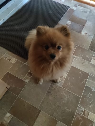 A Pomeranian dog stands on a tiled floor in front of a dark mat. The dog is light brown and fluffy, with dark eyes and a black nose. It is looking up at the camera. The floor is made of rectangular tiles in various shades of brown and beige, with a marble-like pattern. The mat is black and textured. The background is out of focus but appears to be an indoor setting. This scene does not provide any specific details that would allow for its location to be determined within the city of Shimanovsk, Russia, or any other geographical location.