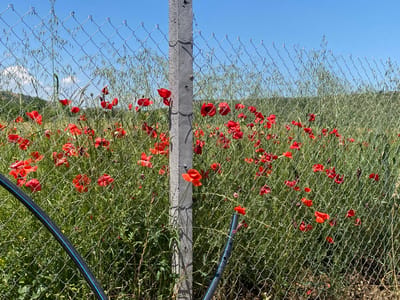 The image displays an outdoor scene in Belo Pole, Bulgaria, characterized by a chain-link fence separating a field of red poppies and green vegetation from the immediate foreground. A grey, weathered concrete post stands centrally, supporting the galvanized chain-link fence. Behind the fence, a dense growth of tall, slender-headed green grasses and numerous bright red poppies (likely *Papaver rhoeas*) populate the field. Multiple poppies are in full bloom, their red petals contrasting with the green foliage, with some plants appearing to grow through the fence openings. In the foreground, a black pipe or hose featuring a distinctive blue stripe is visible, extending diagonally from the lower left corner and also appearing near the base of the concrete post. The background reveals a clear, cloudless blue sky, with faint outlines of green hills or elevated terrain visible on the left horizon. No people or animals are present. The scene is illuminated by bright daylight.