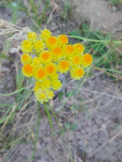 This is a close-up, vertical, slightly blurry outdoor photograph of a cluster of small yellow flowers with bright orange centers. The flowers are arranged in a loose bunch atop a green stem. In the upper left corner, a dried, light-brown grass stalk or seed head is partially visible. The background consists of dry, brown grass and some out-of-focus green foliage, suggesting a natural, somewhat arid environment. The ground appears to be sandy or rocky. The lighting suggests daytime, possibly late afternoon given the soft focus and warm tones. There are no people, visible text, or specific event indicated. The location is Shyroke, Ukraine.