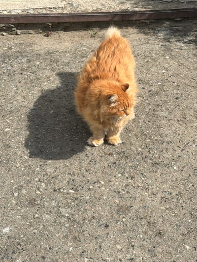 An orange, fluffy cat stands on a concrete surface. The cat is facing to the right of the frame. The background consists of a concrete wall with a metal bar running horizontally across it. The lighting suggests it is daytime, with a shadow cast by the cat on the concrete. The scene appears to be outdoors, possibly in an urban or industrial area.