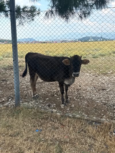 A brown calf is lying down behind a chain-link fence in Mojanovići, Montenegro. The calf is dark brown with lighter brown ears. It is facing to the right, with its head slightly turned towards the viewer. The calf's eyes are not visible. Behind the calf, there is a patch of dry, light-brown grass and a gravelly area with small rocks. The fence is made of diamond-shaped wire mesh. In the background, beyond the fence, there is a field of yellow grass, and further in the distance, there are some buildings and hills under a bright, clear blue sky. The overall scene suggests a rural or agricultural setting, possibly a farm or pasture. The image appears to have been taken during the daytime, with good natural lighting. The calf seems calm and relaxed.