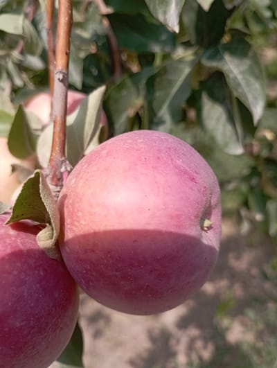 The image shows a close-up of two ripe apples hanging from a tree. The apple in the foreground is larger and is a vibrant pinkish-red color. It has a slightly fuzzy texture and a small stem. To the left and slightly below, another apple is visible, appearing slightly darker red and partially obscured. Both apples are attached to a thin, brown branch, with soft, green leaves surrounding them. The background is a blur of green foliage and soft, earthy tones, suggesting an outdoor setting. The lighting indicates it is daytime, with sunlight casting a shadow on the main apple. The scene is situated in the city of Beruniy, Uzbekistan, an area known for its agricultural production.