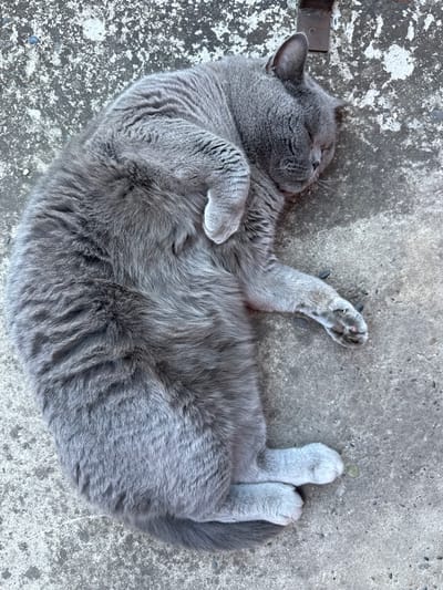 A gray cat is sleeping curled up on a concrete surface. The cat is on its side with its eyes closed and its body tucked in. The concrete surface is textured and appears to be outdoors, possibly a sidewalk or patio. There is a metallic object visible at the top edge of the image, partially obscured by the cat's ear. The lighting suggests it is daytime. No people are visible in the image. The location is not specified within the city of Gorno-Altaysk, Russia.