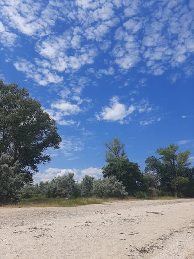 The image shows a bright blue sky with scattered white, puffy clouds. The sky occupies the left two-thirds of the frame, and the right third is a sandy, gravelly path. Along the edge of the path, on the left side, is a line of trees and vegetation. The trees are a mix of dark green deciduous trees and lighter, silvery-green bushy trees. The overall impression is of an outdoor scene on a clear day.

The image is oriented vertically, as if taken with the camera held upright. The light suggests it is daytime, likely midday or afternoon, given the brightness and the quality of the light. The weather appears to be pleasant and sunny.

There are no people or specific objects visible in the image. The scene is natural and rural, with the path leading into the distance alongside the trees. The ground is textured with sand, pebbles, and some dry vegetation. The trees suggest a natural setting, perhaps a park, a roadside, or the edge of a field. There is no visible text.

The image captures a serene and natural landscape, emphasizing the vastness of the sky and the presence of greenery. The contrast between the blue sky, white clouds, green foliage, and light-colored ground creates a visually appealing composition.