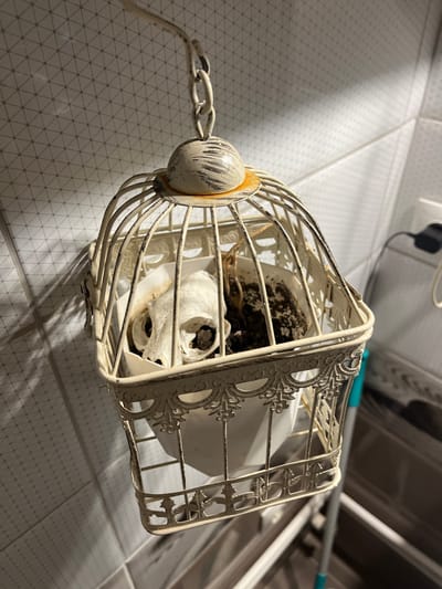 An ornate, distressed white metal birdcage hangs from a chain against a tiled wall. Inside the cage, a white ceramic pot holds soil and what appears to be a small animal skull, possibly a cat or fox skull, with visible eye sockets and teeth. A dried plant stem is also visible in the soil. The wall is covered in small, diagonally patterned white tiles, and the lighting creates distinct shadows on the wall to the left of the cage. The background shows a dark, blurry interior with hints of household items. The overall scene has a macabre or gothic aesthetic. The provided context "Balaklavsky District, Ukraine" does not appear to be directly depicted or inferable from the visual elements of the image.
