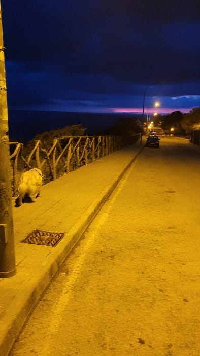 This image captures a street scene in Santa Ponça, Spain, during twilight or early night, characterized by artificial lighting and a distinct horizon. The sky is dark blue with clouds, featuring a prominent horizontal band of pink and purple hues on the horizon line above a dark body of water, indicative of a sea or ocean.
In the immediate foreground on the left, a tall utility pole is visible. Adjacent to this pole, on a concrete sidewalk, a light-colored dog, appearing to be a Golden Retriever, is positioned with its head lowered towards the ground, as if sniffing or stationary. A square metal grate is embedded in the sidewalk surface near the dog and pole.
The sidewalk runs parallel to a rustic wooden barrier fence constructed from irregular logs, separating the sidewalk from a lower elevation or embankment that leads to the water. The street, a paved asphalt road, is bordered by a concrete curb on the left, separating it from the sidewalk. The road surface shows minor imperfections.
Further down the gently sloping road, multiple streetlights emit a warm, yellow-orange light, illuminating the street and the distant area. A dark-colored car is parked on the right side of the road in the mid-distance. The primary illumination in the scene emanates from these artificial light sources, bathing the ground, dog, and lower structures in a yellowish glow.