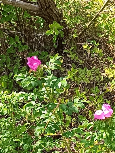 The image shows a close-up of pink wild roses in bloom, nestled amongst dense green foliage and branches of a shrub or tree. The scene is outdoors, with dappled sunlight suggesting a natural setting. The focus is on the vibrant pink of the flowers, with one prominent bloom on the left and a smaller cluster of two on the right. The background is a mix of green leaves and dark, woody stems, creating a textured, natural environment. The overall impression is one of a wild, overgrown garden or natural landscape. This scene could be found in Pāvilosta, Latvia, a coastal town known for its natural beauty and wild flora.