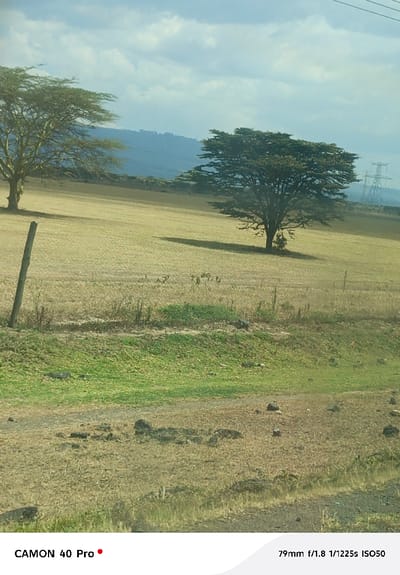 The image presents a panoramic view of an open, semi-arid landscape within Kitengela ward, Kenya, under a partially cloudy sky. The foreground shows a strip of mixed green and dry vegetation on undulating terrain, with scattered dark rocks and patches of bare earth. A singular weathered wooden post stands upright in the lower-left. The mid-ground is dominated by an expansive field of predominantly dry, light brown vegetation, suggesting pastureland or a harvested area. Two large, mature trees are prominent: one with a dense, flat-topped canopy is centrally located, casting a distinct shadow to its right; another, with a more sparse canopy, is positioned further left. Several indistinct, dark, irregularly shaped objects, consistent with animals, are visible in groups within the dry field in the mid-distance. The far background features a series of hazy, distant hills or low mountains. Electrical power lines traverse the scene horizontally above the distant landscape, leading to a prominent metallic lattice transmission tower (pylon) positioned on the far right horizon. No individuals are present.
