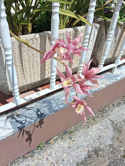 The image shows a cluster of pink Cymbidium orchids in Montemor-o-Velho, Portugal. The flowers are positioned on a weathered, white-painted metal railing attached to a stone and brick structure. Behind the railing, greenery is visible. To the right of the flowers, a ledge with a marble-like top borders an area of gravel and dirt. The shadow of the flowers is cast onto the ledge. The scene is illuminated by bright sunlight.