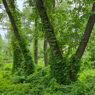 The image depicts a lush green forest floor covered in dense undergrowth and vines that climb up the trunks of several trees. The trees are upright and appear to be mature, with rough bark. The foliage is predominantly a vibrant green, indicating a healthy and thriving ecosystem. The lighting suggests it is daytime, with overcast or filtered sunlight. There are no visible people or animals. The scene is set in a natural, wooded environment. The location is identified as being in the city of Liski, Russia.