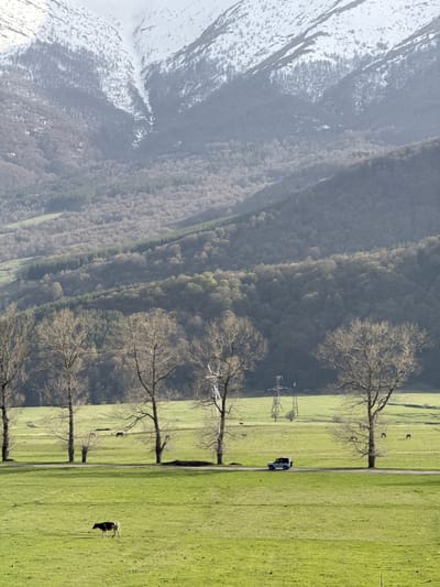 The image depicts a landscape view with a combination of natural and human-made elements. In the foreground, there's a green field where a cow grazes. A paved path with a vehicle on it is lined by bare trees with no leaves, positioned between the field and a wooded area. The backdrop consists of a mountain range, parts of which are covered with snow. The scene is in Margahovit, Armenia.