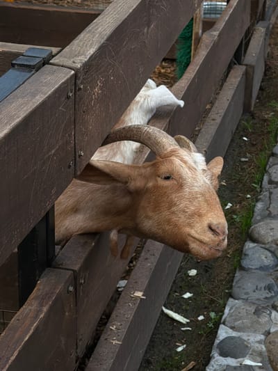 A goat with curved horns is trapped between wooden planks. The goat's head is tilted back with its eyes closed. The location is Polivanovo, Russia. The background includes a stone retaining wall and vegetation.