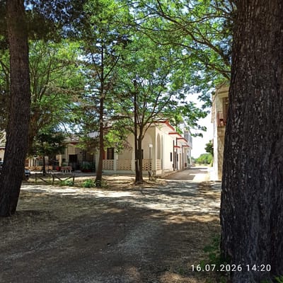 The image shows a street scene in Grumo Appula, Italy. In the foreground, two large trees frame the view. To the left, a dark-barked tree trunk is prominent, with a car partially visible behind it. To the right, another tree trunk, also with dark, textured bark, partially obscures the view of a white building. The building has red-tiled eaves and arched covered walkways. A street runs past the building, lined with more trees and vegetation. In the middle ground, a bicycle is propped up near a table set with chairs, suggesting an outdoor dining or seating area. The ground is a mixture of dry grass, gravel, and dirt, with shadows cast by the trees. The sky is blue and sunny. A timestamp in the bottom right corner reads "16.07.2026 14:20".