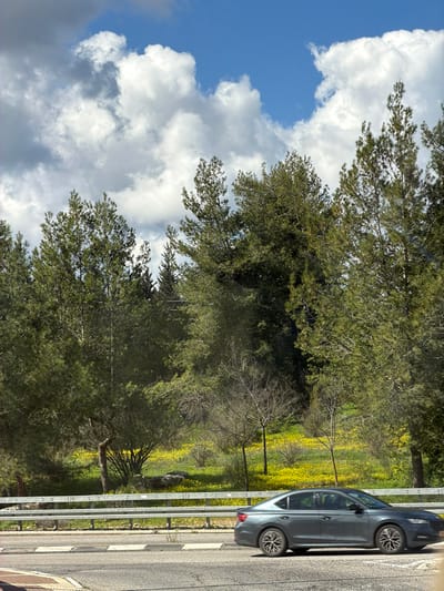 The image presents an outdoor scene within the Merom HaGalil Regional Council, Israel. In the foreground, a dark gray sedan is captured in motion, traveling leftward on a paved asphalt road marked with white lines. A silver, double-rail metal guardrail separates the road from an elevated natural hillside. The hillside is covered extensively with green grass and numerous small yellow wildflowers, forming a prominent yellow expanse. The background is dominated by dense green vegetation, including tall conifer trees and some deciduous trees with sparse foliage. Above the tree line, a partly cloudy sky is visible, featuring large white cumulus clouds against a blue sky. No individuals are present in the scene.