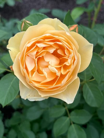 An outdoor, close-up, eye-level, vertical shot captures a fully bloomed, peach-colored rose with tightly packed, ruffled petals in the center and softer, broader petals radiating outwards. The rose's stem and several green leaves are visible surrounding it, with two small, green rosebuds in the upper portion of the frame. The background consists of out-of-focus green foliage and dark earth, suggesting a garden setting. The image appears to be taken in Mount Royal, Canada.