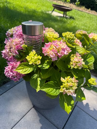 This is a close-up, high-angle outdoor shot of a pot of hydrangeas in bloom. The flowers are a mix of pink and pale green, with some developing buds. The hydrangeas are lush and full, with vibrant green leaves. A solar-powered garden light with a metallic top and a ribbed glass body is nestled among the flowers, partially obscuring some of the blooms.

The setting appears to be a garden or patio, with a manicured green lawn visible in the background to the left. To the right, the ground is covered with large, grey, square paving stones. The sunlight suggests it is daytime, likely morning or afternoon, with bright sunlight casting shadows on the paving stones and illuminating the hydrangeas. The overall mood is peaceful and serene, highlighting the beauty of the flowers and the garden setting. There is no visible text in the image. The location context provided is Hiddenhausen, Germany.