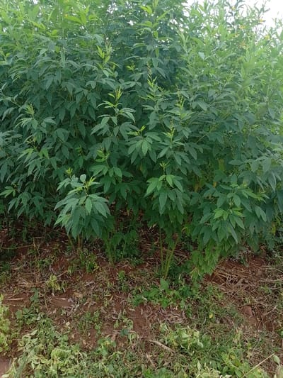 This image depicts a dense agricultural field in Ugwolawo, Nigeria. The scene is dominated by numerous green, leafy plants, consistent with a shrub-like crop such as pigeon pea (Cajanus cajan). These plants feature multiple stems emerging from the ground, abundant dark green compound leaves, and scattered small yellow flowers visible on some upper branches. The soil visible at the base of the plants is reddish-brown, with sparse ground cover consisting of dried organic matter and green herbaceous growth. No individuals, animals, or artificial objects are present within the frame. The scene is illuminated by natural daylight.