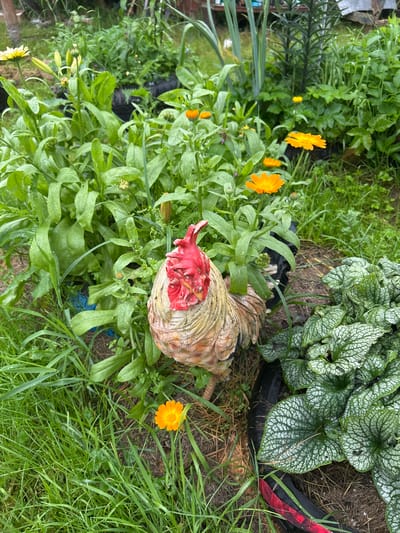 In an outdoor garden setting, likely in Вишенка Снт, Russia, a decorative ceramic rooster stands amidst lush green foliage and several bright orange calendula flowers. The rooster, with its red comb and weathered, light brown and pink body, is positioned in the center of the frame, facing slightly to the right. In the foreground, to the right of the rooster, a patch of plants with large, heart-shaped leaves adorned with intricate silvery veins adds texture to the scene. The ground is covered in grass and soil, with some dry straw visible. In the background, taller green plants and the suggestion of a wooden fence or structure are present. The overall impression is one of a well-tended, somewhat wild garden, potentially a personal backyard or allotment. There are no people or animals present, only the static decorative rooster and the natural elements of the garden.