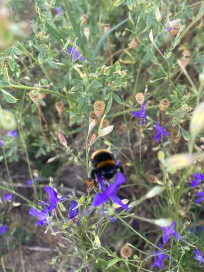A close-up, outdoor photograph captures a bumblebee on a vibrant purple wildflower. The bumblebee, with its distinctive black and yellow stripes, is positioned in the lower center of the frame, its fuzzy body seemingly absorbing nectar from a delicate bloom. The flower, a vivid shade of purple, is partially blurred, drawing the viewer's eye to the bee. Surrounding the main subjects are various green plants, seed pods, and other smaller wildflowers, creating a natural, untamed environment. The background is a soft blur of greens and browns, suggesting a field or meadow. The lighting is natural, indicative of daylight, and the focus is sharp on the bumblebee and the flower it's interacting with, while the rest of the scene is softly out of focus. The image appears to be taken in the city of Mais'ke, Ukraine, judging by the surrounding flora which is common in the region's meadows and fields.