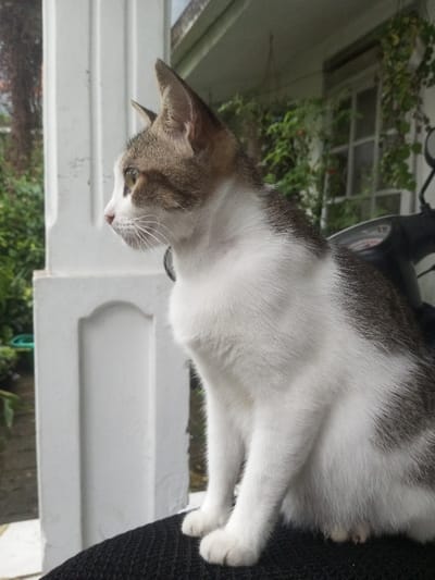 An domestic shorthair cat, predominantly white with brown tabby markings on its head, ears, and back, is depicted in profile, facing left, its gaze directed forward. The cat, exhibiting green eyes and white whiskers, is seated upright on a black, textured surface, possibly a scooter seat. A dark-colored collar is visible around its neck. To the immediate left of the cat is a white, fluted architectural column. The background features dense green foliage and vines, partially obscuring a white building with a multi-pane window. A dark-colored scooter or motorcycle is partially visible behind the cat to the right. The scene is illuminated by ambient daylight. The location is the city of Ura-Dozhi, Bhutan.