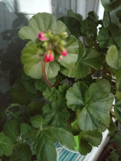 The image shows a close-up view of a potted geranium plant with several green leaves and a cluster of pink flower buds. The buds are tightly closed, with only a hint of pink showing. The leaves are broad and lobed, with serrated edges. The plant is in a pot, which is partially visible at the bottom right of the frame, and appears to be indoors, near a window. Shadows from outside are cast on the window screen, suggesting it is daytime. The background is blurred, but appears to be a window with some sort of mesh or curtain. There is no visible text in the image. The overall impression is one of a healthy, growing plant awaiting bloom.